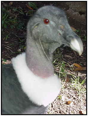 Andean Condor (Photograph Courtesy of Linda Schueller Copyright 2000)