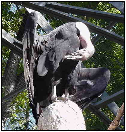 Andean Condor (Photograph Courtesy of Linda Schueller Copyright 2000)