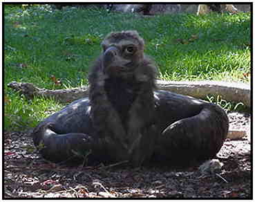 Cinereous Vulture (Photograph Courtesy of Linda Schueller Copyright 2000)