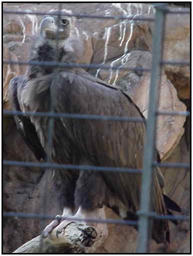 Cinereous Vulture (Photograph Courtesy of Linda Schueller Copyright 2000)