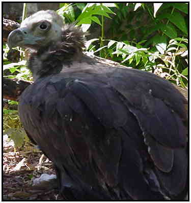 Cinereous Vulture (Photograph Courtesy of Linda Schueller Copyright 2000)
