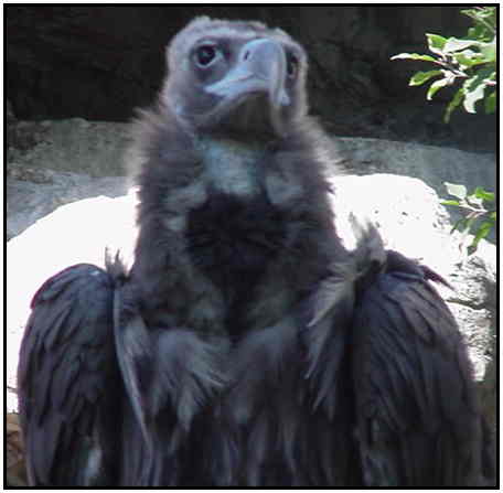 Cinereous Vulture (Photograph Courtesy of Linda Schueller Copyright 2000)