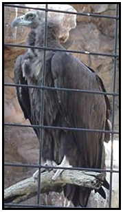 Cinereous Vulture (Photograph Courtesy of Linda Schueller Copyright 2000)