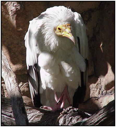 Egyptian Vulture (Photograph Courtesy of Linda Schueller Copyright 2000)