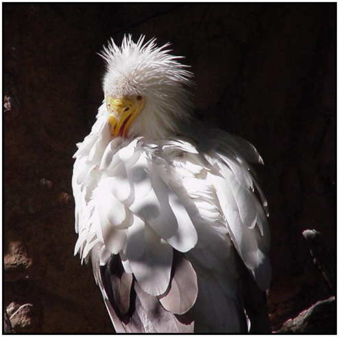 Egyptian Vulture (Photograph Courtesy of Linda Schueller Copyright 2000)