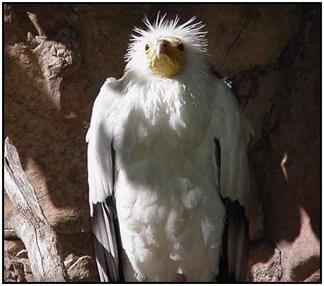 Egyptian Vulture (Photograph Courtesy of Linda Schueller Copyright 2000)