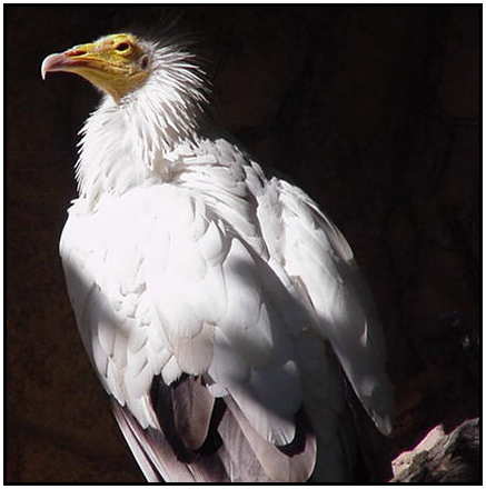 Egyptian Vulture (Photograph Courtesy of Linda Schueller Copyright 2000)