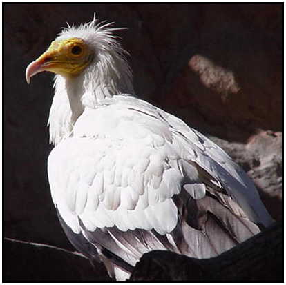Egyptian Vulture (Photograph Courtesy of Linda Schueller Copyright 2000)