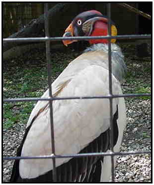 King Vulture (Photograph Courtesy of Holly Dean Morris Copyright 2000)
