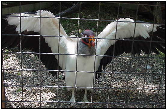 King Vulture (Photograph Courtesy of Holly Dean Morris Copyright 2000)