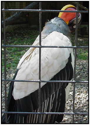 King Vulture (Photograph Courtesy of Holly Dean Morris Copyright 2000)