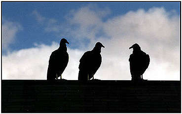 Turkey Vulture (Photograph Courtesy of Lisa Purcell 2000)