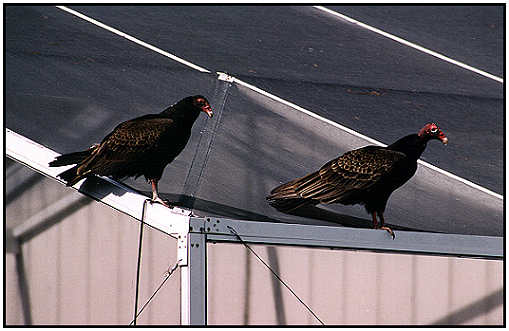 Turkey Vulture (Photograph Courtesy of Lisa Purcell 2000)
