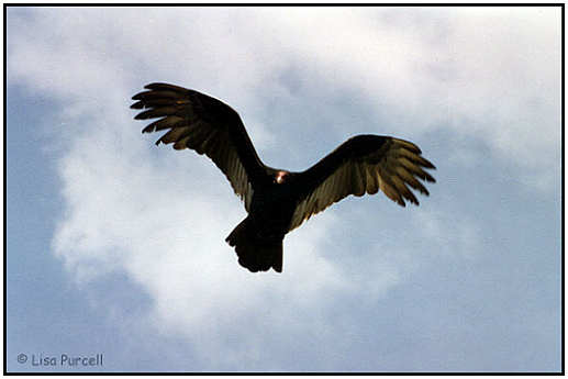 Turkey Vulture (Photograph Courtesy of Lisa Purcell 2000)