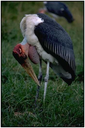 Marabou Stork (Photograph Courtesy Gerald and Buff Corsi, California Academy of Sciences Copyright ©2000)