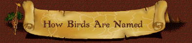 How Birds Are Named