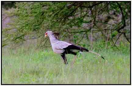 Secretary Bird (Photograph Courtesy of Ross Warner Photography Copyright 2000)