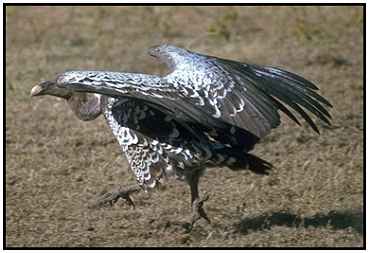 Ruppell's Griffons (Photograph Courtesy Gerald and Buff Corsi, California Academy of Sciences Copyright 2000)