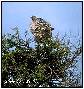 Ruppell's Griffon (Photograph Courtesy of Bill Strahle Copyright 2000)