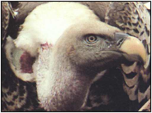 Ruppell's Griffon (Photograph Copyright 2000)