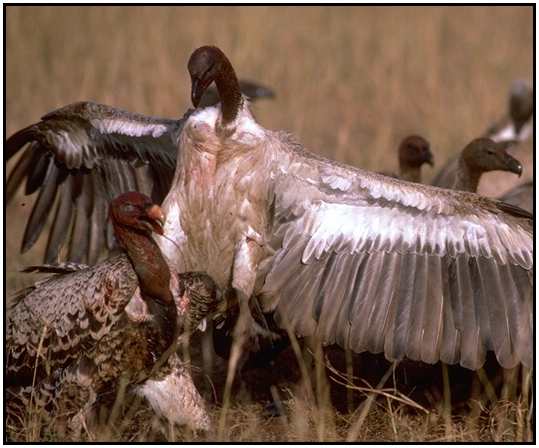 Ruppell's Griffons (Photograph Courtesy Gerald and Buff Corsi, California Academy of Sciences Copyright 2000)