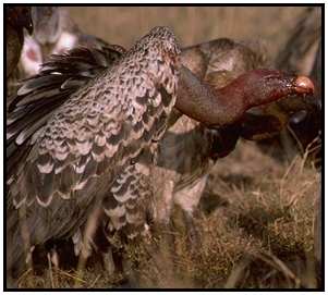 Ruppell's Griffons (Photograph Courtesy Gerald and Buff Corsi, California Academy of Sciences Copyright 2000)