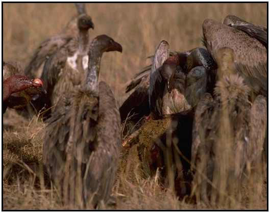 Ruppell's Griffons (Photograph Courtesy Gerald and Buff Corsi, California Academy of Sciences Copyright 2000)