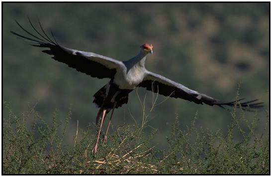 Secretary Bird (Photograph Courtesy Gerald and Buff Corsi, California Academy of Sciences Copyright 2000)