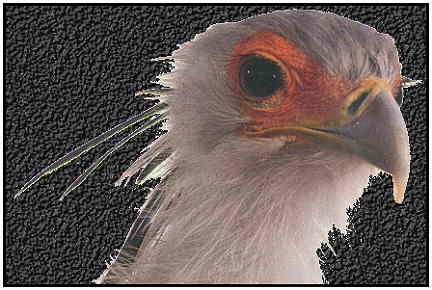 Secretary Bird (Copyright 2000)