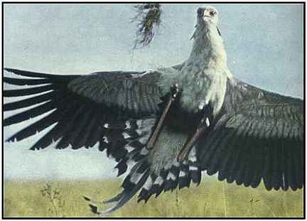 Secretary Bird (Photograph Copyright 1969)