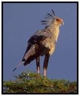 Secretary Bird (Photograph Courtesy Gerald and Buff Corsi, California Academy of Sciences Copyright 2000)