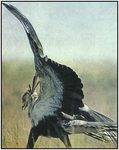 Secretary Bird (Photograph Copyright 1969)