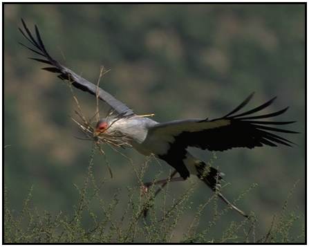 Secretary Bird (Photograph Courtesy Gerald and Buff Corsi, California Academy of Sciences Copyright 2000)