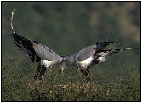 Secretary Bird (Photograph Courtesy Gerald and Buff Corsi, California Academy of Sciences Copyright 2000)