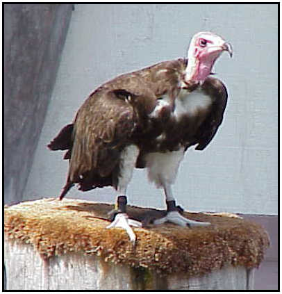 Hooded Vulture (Photograph Courtesy of Sheldon Glucksman (Copyright 2000)