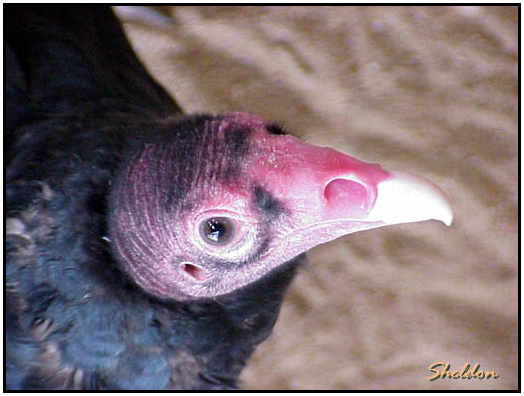 Turkey Vulture (Photograph Courtesy of Sheldon Glucksman Copyright 2000)