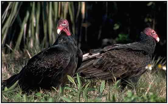 Turkey Vultures (Photograph Courtesy Gerald and Buff Corsi, California Academy of Sciences Copyright 2000)