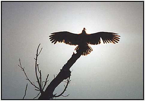 Black Vultures (Photograph Courtesy of Photohome.com Copyright 2000)