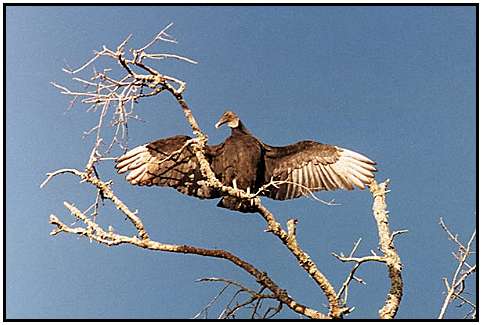 Black Vultures (Photograph Courtesy of Photohome.com Copyright 2000)