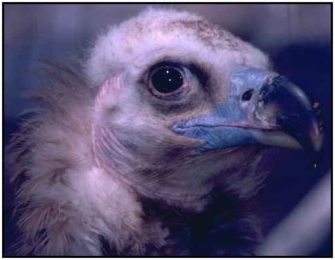Cinereous Vulture (Photograph Copyright 2000)