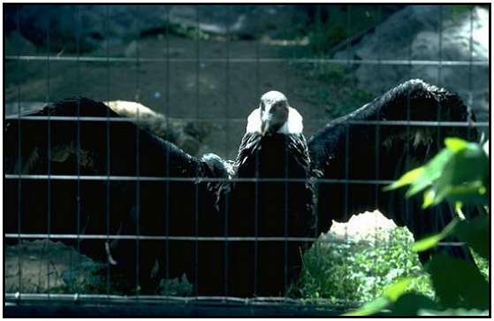 Andean Condor (Photograph Copyright 2000)