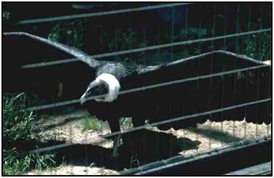 Andean Condor (Photograph Copyright 2000)