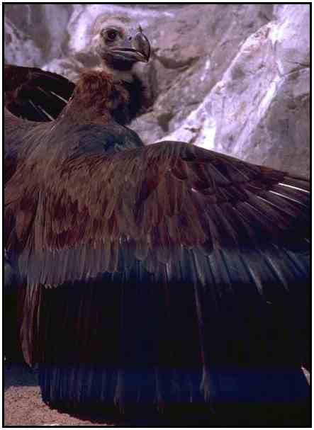 Cinereous Vulture (Photograph Copyright 2000)