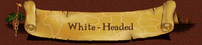 White-Headed
