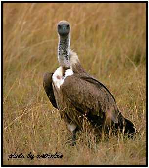 African White-Backed Vultures (Photograph Courtesy of Bill Strahle Copyright 2000)