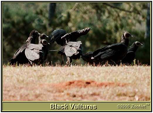 Black Vultures (Photograph Courtesy of ZooNet Copyright 2000)